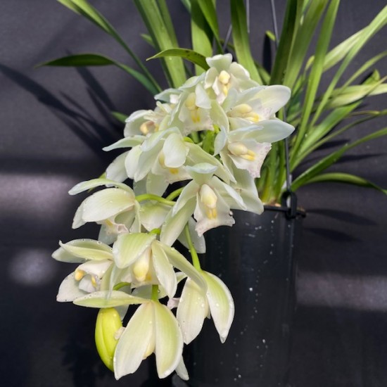 Cymbidium Sarah Jean 'Ice Cascade' (Reduced)