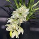 Cymbidium Sarah Jean 'Ice Cascade' (Reduced)