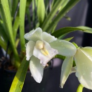 Cymbidium Sarah Jean 'Ice Cascade' (Reduced)
