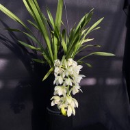 Cymbidium Sarah Jean 'Ice Cascade' (Reduced)