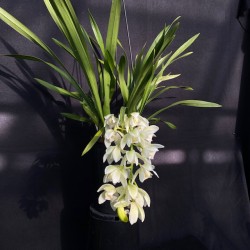 Cymbidium Sarah Jean 'Ice Cascade' (Reduced) Cymbidium Sarah Jean 'Ice Cascade' (Reduced)