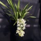 Cymbidium Sarah Jean 'Ice Cascade' (Reduced)