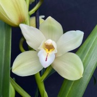 Cymbidium Earliesue 'Paddy' (Reduced)