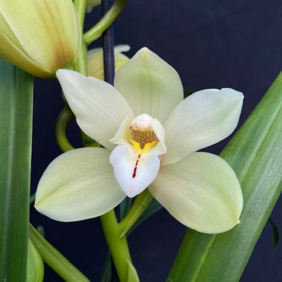 Cymbidium Earliesue 'Paddy' (Reduced)
