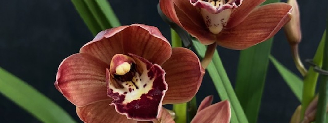 Autumn Orchid Roundup Autumn Orchid Roundup