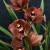 Autumn Orchid Roundup Autumn Orchid Roundup
