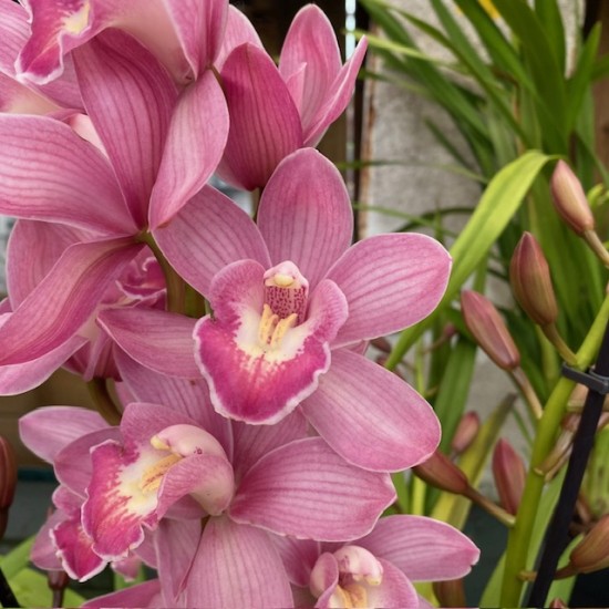 Cymbidium Pink Cymbidium Pink