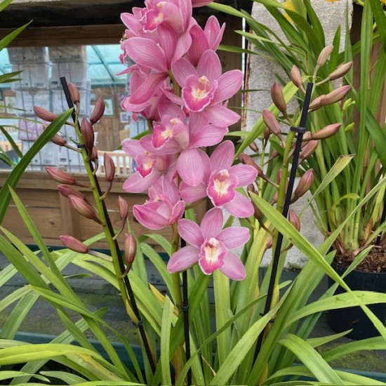 Cymbidium Pink Cymbidium Pink