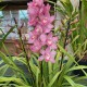 Cymbidium Pink Cymbidium Pink