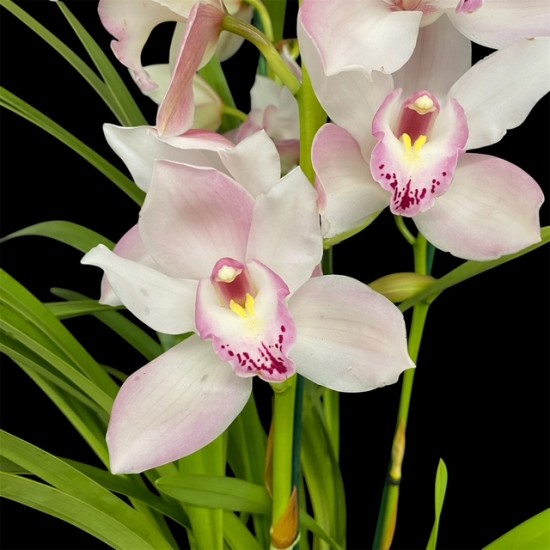 Cymbidium Light Pink