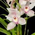 Cymbidium Light Pink