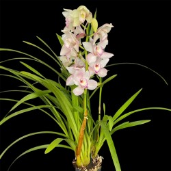Cymbidium Light Pink