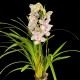 Cymbidium Light Pink