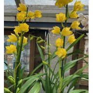 Cymbidium Shining Yellow