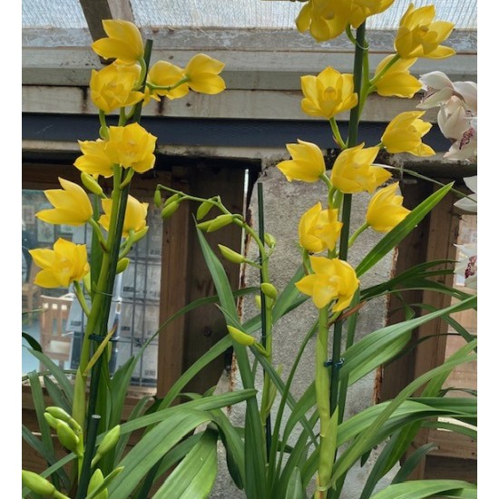 Cymbidium Shining Yellow