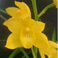 Cymbidium Shining Yellow