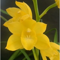 Cymbidium Shining Yellow (Reduced) Cymbidium Shining Yellow (Reduced)