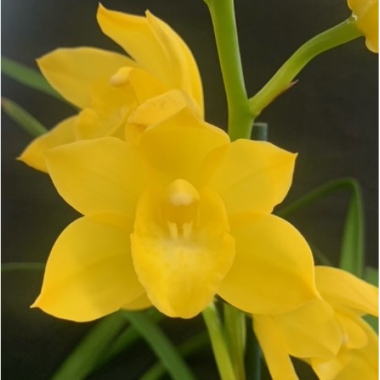Cymbidium Shining Yellow