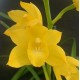 Cymbidium Shining Yellow
