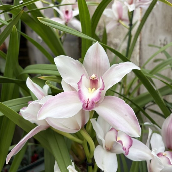 Cymbidium Pink (out-of-flower)