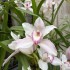 Cymbidium Pink (out-of-flower)