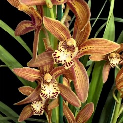 Cymbidium Bronze