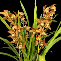 Cymbidium Bronze