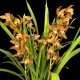 Cymbidium Bronze