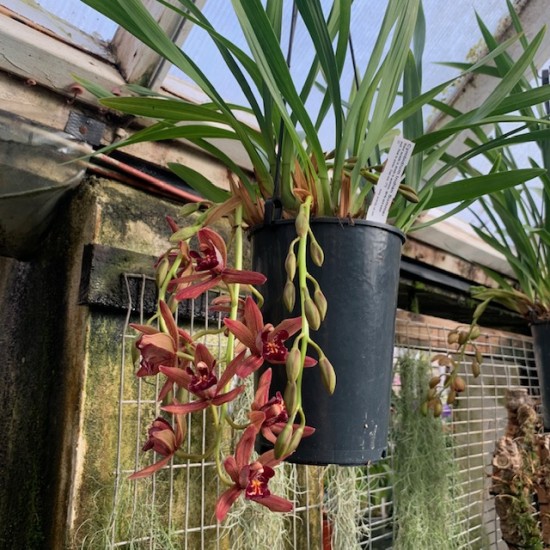Cymbidium Indian Summer