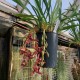 Cymbidium Indian Summer