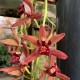 Cymbidium Indian Summer