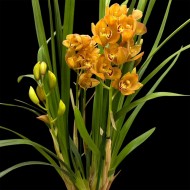 Cymbidium Lovely Sue
