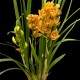 Cymbidium Lovely Sue