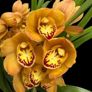 Cymbidium Lovely Sue
