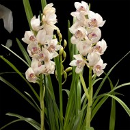 Cymbidium Snow White