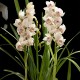 Cymbidium Snow White