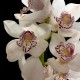 Cymbidium Snow White