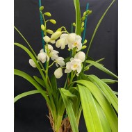 Cymbidium Summer Frost Cymbidium Summer Frost