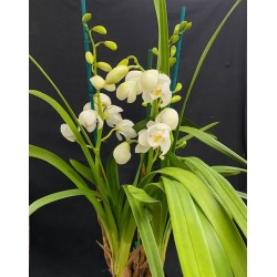 Cymbidium Summer Frost