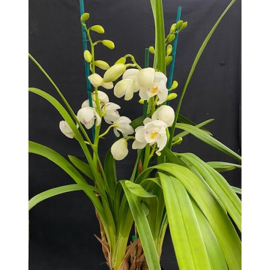 Cymbidium Summer Frost Cymbidium Summer Frost