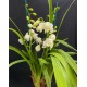 Cymbidium Summer Frost Cymbidium Summer Frost