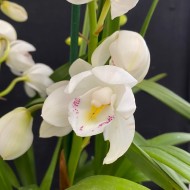 Cymbidium Summer Frost