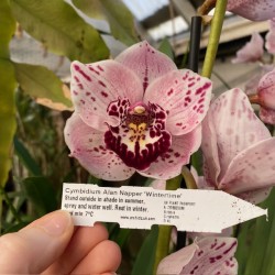 Cymbidium Alan Napper 'Wintertime'