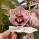 Cymbidium Alan Napper 'Wintertime'