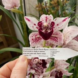 Cymbidium Bette Davis Eyes 'Jessica'