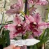 Cymbidium Elisabeth Melo 'Andijk'