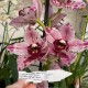 Cymbidium Elisabeth Melo 'Andijk'