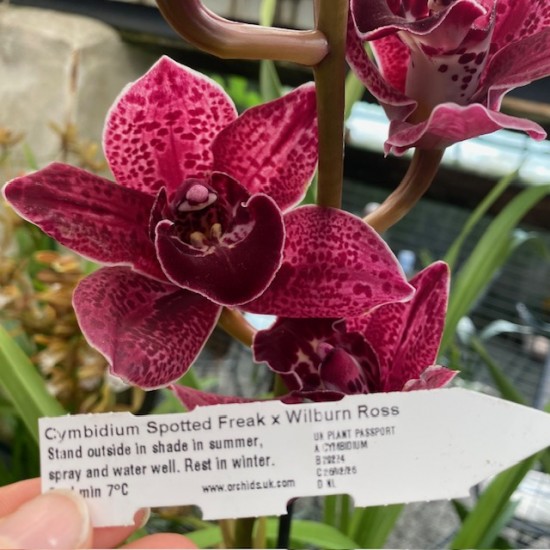 Cymbidium Spotted Freak x Wilburn Ross