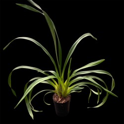 Cymbidium Alan Napper 'Wintertime'