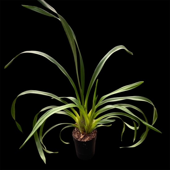 Cymbidium Elisabeth Melo 'Andijk'